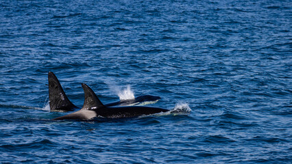 Naklejka premium Group (pod) of beautiful killer whales swimming in Icelandic Fjords. Orcas were spotted near Ólafsvík on the Snæfellsnes Peninsula, Iceland. 