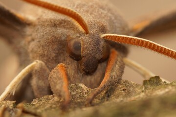 Shallow focus on the head of a gray and hairy Poplar Hawk-moth, Laothoe populi