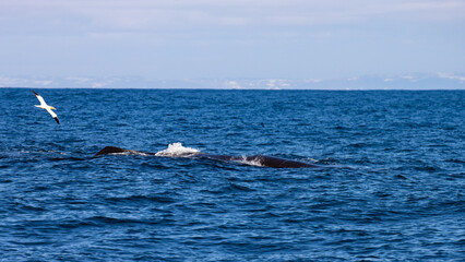 Beautiful, impressive large sperm whale emerging from the surface and spouting spotted up close in...