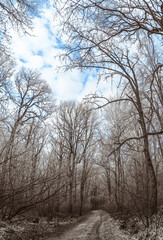 road through transparent and clean calm winter forest landscape with blue sky and snow on thin bare trees