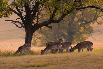 Female fallow deer (Dama dama) stag in beautiful autumn forest