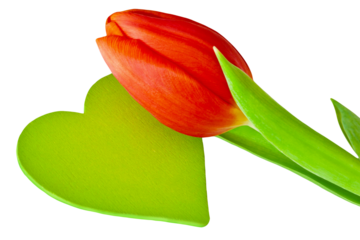 Rote Tulpe und grünes Herz    Hintergrund transparent PNG cut out