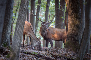 Majestic Autumn forest with red deer stag Cervus Elpahus in foreground