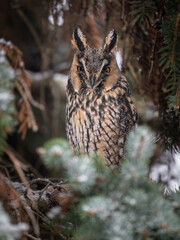 Long-eared owl (Asio otus) sitting on the tree. Beautiful owl with orange eyes. Long-eared owl in forest.