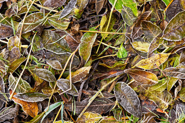 Fallen frosty leaves