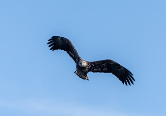 Bald Eagle Flying Against Blue Sky Background