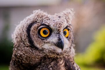 portrait of the African owl, Spotted Eagle-Owl - Bubo africanus also called African spotted eagle-owl, and African eagle-owl, is a medium-sized species of owl, 