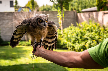 Young beautiful African owl open wings at the human hand, Spotted Eagle-Owl - Bubo africanus also...