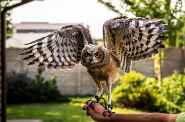 Young beautiful African owl open wings at the human hand, Spotted Eagle-Owl - Bubo africanus also...