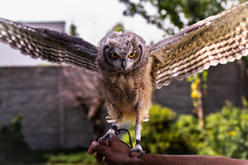 Young beautiful African owl open wings at the human hand, Spotted Eagle-Owl - Bubo africanus also called African spotted eagle-owl, and African eagle-owl, is a medium-sized species of owl,