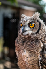 portrait of the African owl, Spotted Eagle-Owl - Bubo africanus also called African spotted eagle-owl, and African eagle-owl, is a medium-sized species of owl, 