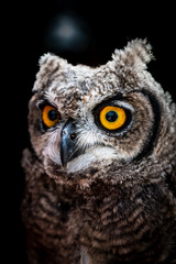 portrait of the African owl with a black background, low key photography, Spotted Eagle-Owl - Bubo africanus also called African spotted eagle-owl, studio photo, daylight