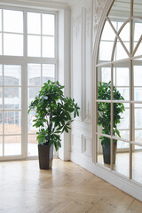 Houseplant in a pot in a bright room near a large window.