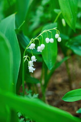 Obraz premium Sunset or dawn in a pine forest with lilies of the valley blooming on the ground.