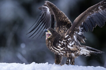 White-tailed eagle beak open, aggressive pose, defensive