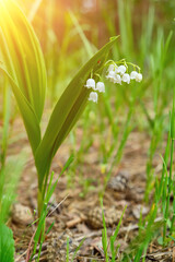 Sunset or dawn in a pine forest with lilies of the valley blooming on the ground.