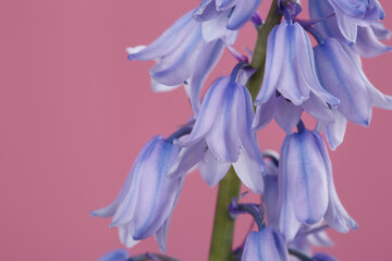 Fototapeta na wymiar Lilac flowers hosts isolated on pink background.