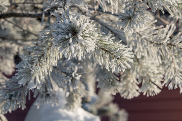 Frost-covered spurce tree in close-up