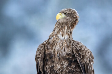 White-tailed eagle in winter forest scenery