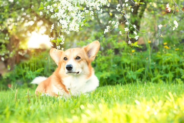 red dog of the pembroke corgi breed lies in the spring cherry orchard on green grass.