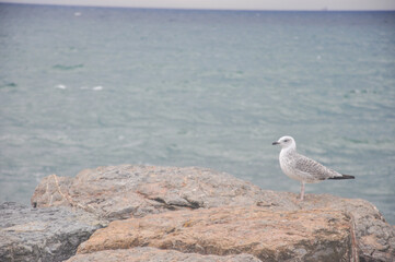 seagull on the beach