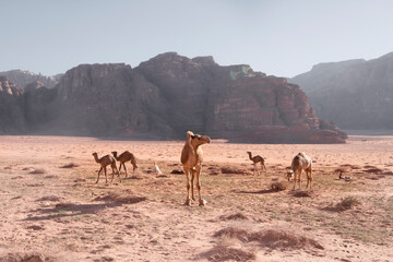 Fototapeta na wymiar herd of camels grazes in the sands of the Wadi Rum desert in Jordan