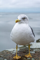seagull on the beach/ wall