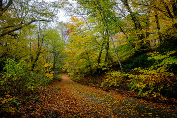 autumn in the forest