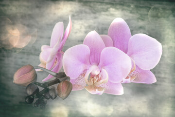 Orchidee im Licht Bokeh