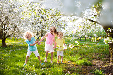 Naklejka na ściany i meble Kids in spring park. Child at blooming cherry tree