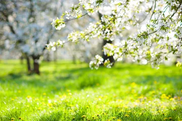 Gordijnen Blooming cherry blossom tree garden in spring. © famveldman