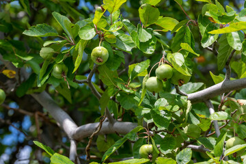 Crabapples Growing On The Tree In August