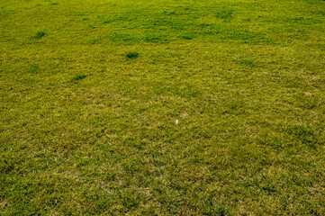 green grass field