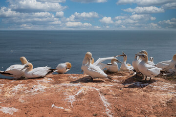 Nesting Gannets on the red cliff of the island Heligoland. Heligoland is a nature reserve, is...