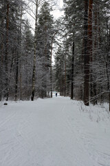 Snow-covered trees in a winter forest with a slide for skiing.