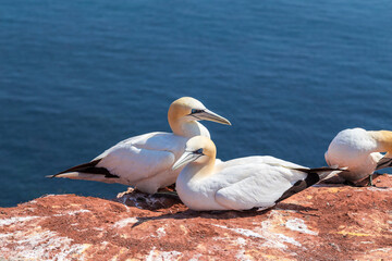 Portrait of Gannets on the red cliffs of the island of Heligoland.
