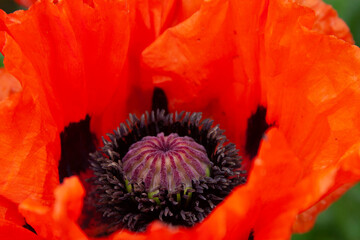 Macro shot of Oriental Poppy