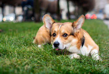 A pembroke corgi dog lies on green grass against a background of blurred trees and cars. The dog has a leash collar. The photo is blurred