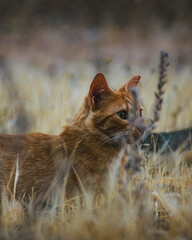 Gato pardo
