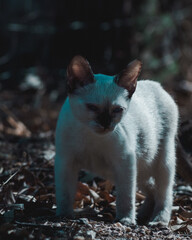 Cachorro de gato siamés