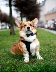 Beautiful pembroke corgi dog sitting on green grass. The red dog has a bow tie and a leash around its neck. Background of blurred trees and alley. The photo is blurred