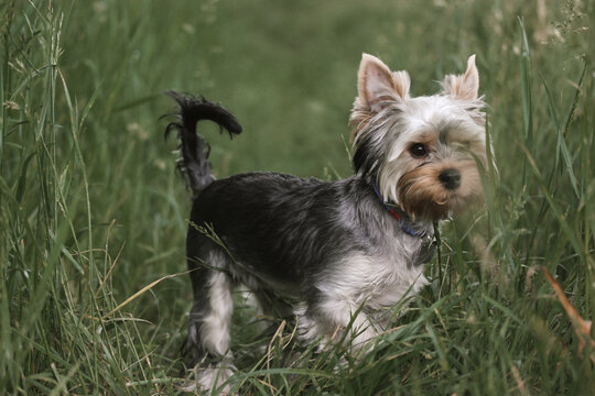 A small cute brown doggy full body photo. Yorkshire Terrier puppy hiding in high green grass in nature of forest, park. Canine animal pet walking outdoors. Lovely dog pup lapdog muzzle.