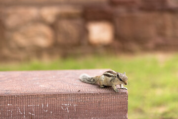 Naklejka na ściany i meble Chipmunk. Fauna of India.