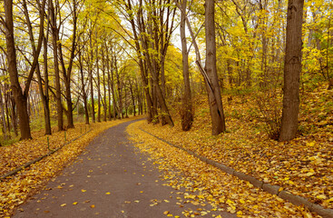 Fototapeta premium Long curve asphalt road in autumn natural park. Tall dark trees. Golden beautiful autumn