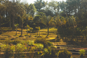 Árboles en la naturaleza 