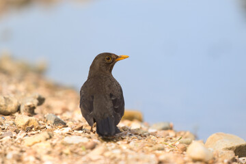 Fototapeta premium Female blackbird in nature