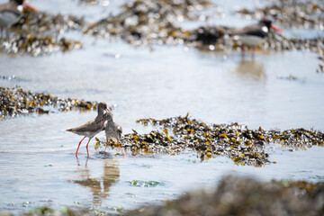Common redshank mating in sea
