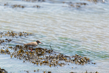 Common redshank standing in the sea