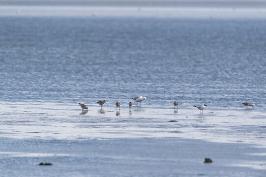 Birds in the wadden sea