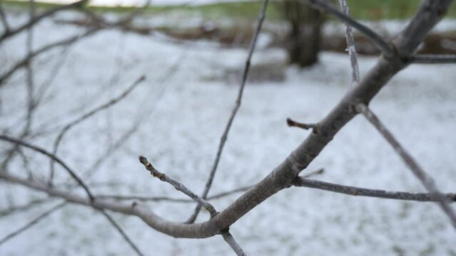 Close up of branche in winter tree cold snow nature no leaf